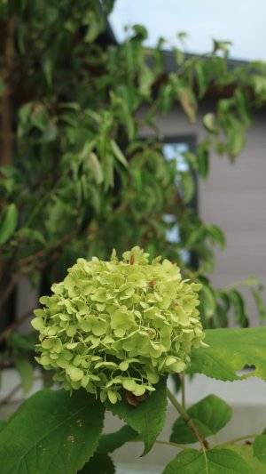 季節の木々たちと「暮らしを彩る」